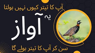 Kale Tetar ki Awaz | Chinese Francolin | Female Voice | Patridge Voice #tetar #tetarecord #birds