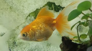 Fancy Goldfish #aquariumsetup #indoor #relaxing #stressrelief #ASMR #silent Livestream