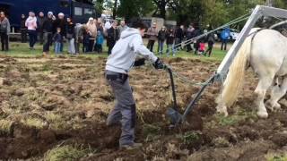 Moi quand je travaille # 4 ( Laboure et Dequavaionnage avec le cheval ) !