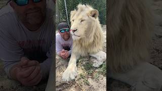 Cuddling with a LION