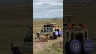 Oloshipa dragging its prey (Black Rock Male Lion) #lion #leon #wildlife #wildanimals #shorts #nature