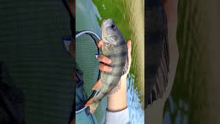 ()k()ń #shorts #wędkarstwo #fishing #spining #wedkowanie