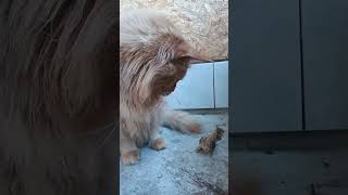 рыжий кун и кукушонок # мейгкун #птенец #кукушонок #maincoon #ржавоесчастье #кот