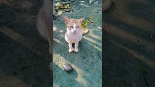 kucing pingin susu #fypシ#funny#short🍼🧑‍🦰🧑‍🏫