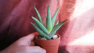 Beautiful Aloe succotrina