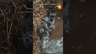 Snow Leopard Cub Sleeping, Clinging to Mom's Tail #NaturalBeauty