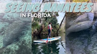 MANATEES in Florida's Silver Springs // FLORIDA ADVENTURES