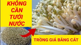 #10 Cách làm giá đậu xanh bằng cát không cần tưới nước. Trắng, mập, ít rễ