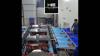 Hi Tech Apple Grading Machine 2023 Giving Shine To Apples Like A Diamond