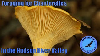 Foraging for Chanterelles in the Hudson River Valley