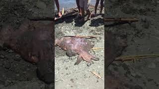 GIANT JELLY FISH IN PHILIPPINES   #maxandmattvlog #shortvideo #shorts #short #jellyfish #viral