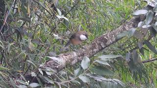 White throated laughing thrush