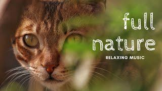 (Plannet Animals)  Rainforest wild animals _ Relaxation film