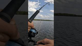 Throwing CHUNK bait around oyster beds