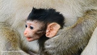 So Cute Fist Born Baby Monkey, Mom So Careful, Daily Monkeys Man#1240