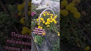 ПІДПИШИСЬ SUBSCRIBE Chrysanthemums  winter care хризантеми взимку Zimowa pielęgnacja chryzantem