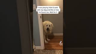 TikTok | Hide and seek dog