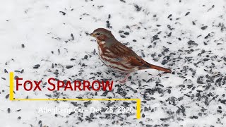 Fox Sparrow on Christmas Day