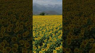 Sunflowers 🌻 #greece #nature #flowers #sunflowers