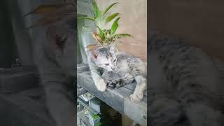 #catlover #kucing #pusa #shortsviral #shortsvideo #kitten #cutecat