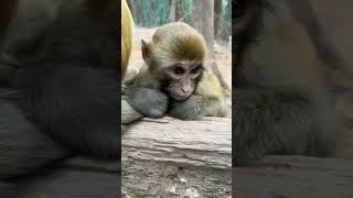 what a cute little baby monkey sitting beside his mother 🐵🐒 #cute #animals #shorts