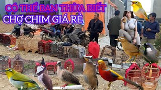 CÓ THỂ BẠN THỪA BIẾT ĐÂY LÀ CHỢ CHIM CẢNH GIÁ RẺ NỔI TIẾNG CHIM ĐẸP RẺ