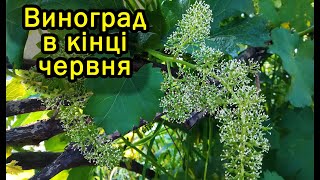 Виноград в кінці червня. Виноград 2020