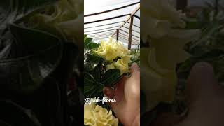 Bridal Bouquet                          #shorts #viral