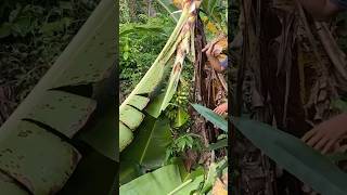 Harvesting banana