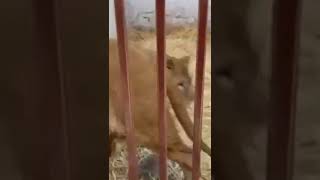 Lions, which were evacuated from Feldman Ecopark in Kharkiv are successfull #shorts #feed