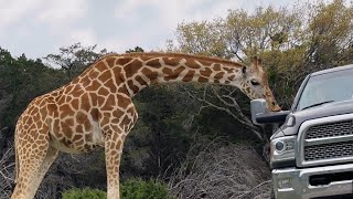 Giraffes Meet People | Safari Adventure in TEXAS USA