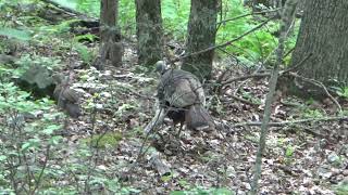 WILD TURKEY POPULATIONS HAVE REBOUNDED