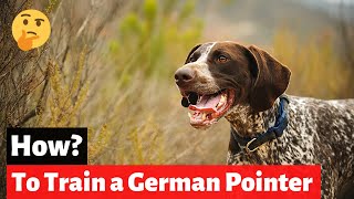 How to Train a German Shorthaired Pointer?