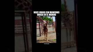 YATACO - Nace jirafa sin manchas