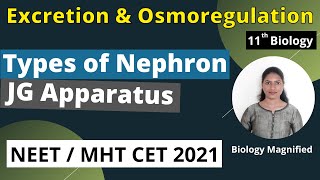 Types of Nephron | JG Apparatus | Cortical & Jutxamedullary Nephron | NEET MHTCET 2021- 11th Biology