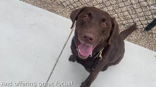 Porter's Reactive Rover Board and Train ~ Boise Idaho dog training