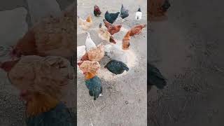 Już troche lepiej🐔🐔