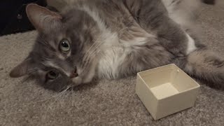 Large cat vs. tiny box