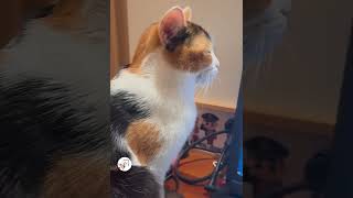 LOL SO Funny Cats Moments Try Not To Laugh Funny Cats Videos 😺😂😂 -EPS1193 #funnycatsvideos