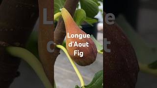 Longue d’Aout Fig