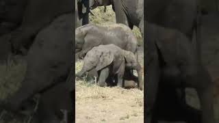 Playful baby elephant refuses to let his brother stand up