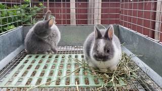 Netherland Dwarf kits cleaning and eating