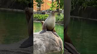 REAL SEAL #seal #sealions #short #newyork #animals