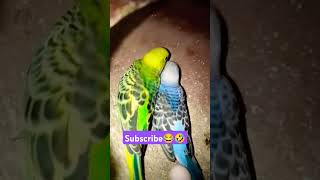 நாக்குப்பூச்சி🤣😂 subscribe please ❤️ #funny_chicken #funnyvideo #kozhi_koothugal #birds #lovebird