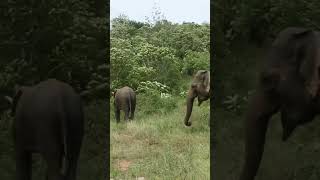 Elephants in Minneriya #shorts