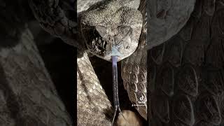 #creepycrawly #rattlesnake #snake Western Diamondback Rattlesnake