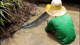 Net Fishing In Battambang Province - Khmer Cast Net Fishing -Cambodia Traditional Fishing ( Part 76