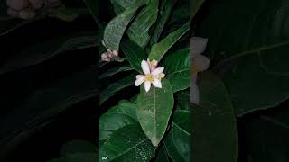 গন্ধরাজ লেবু ফুল #shorts #reels #shortfeed #youtubeshorts #shortvideo #lemonflower #viral