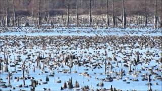 Mallard Mania: Thy Name is Arkansas