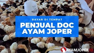 Penjual Doc Ayam Joper